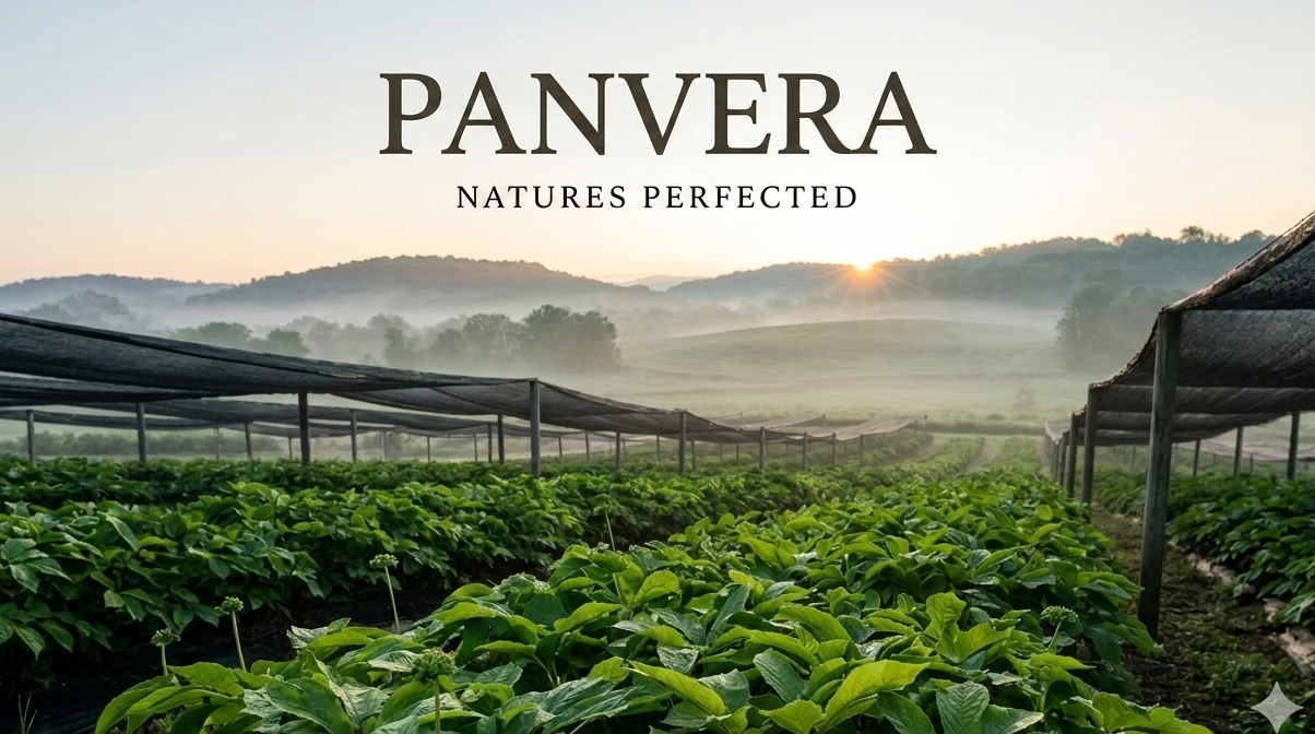 Panvera Natures Perfected brand logo overlay over a misty farm landscape showing rows of green leafy plants under black shade nets.