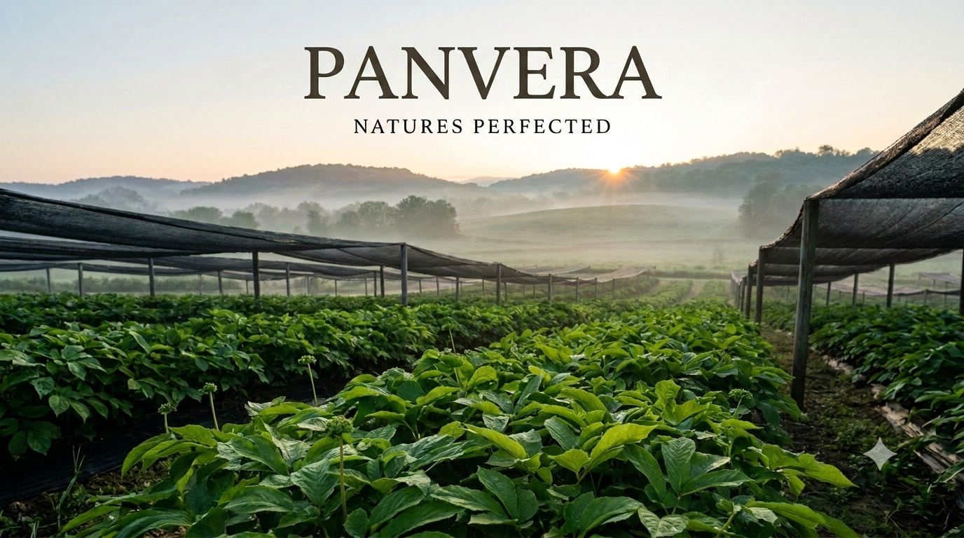 Panvera branded landscape scene showing rows of green leafy plants under shade nets in a farm field at sunrise, with misty hills in the background and the text 'PANVERA NATURES PERFECTED' at the top.